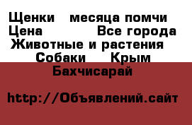 Щенки 4 месяца-помчи › Цена ­ 5 000 - Все города Животные и растения » Собаки   . Крым,Бахчисарай